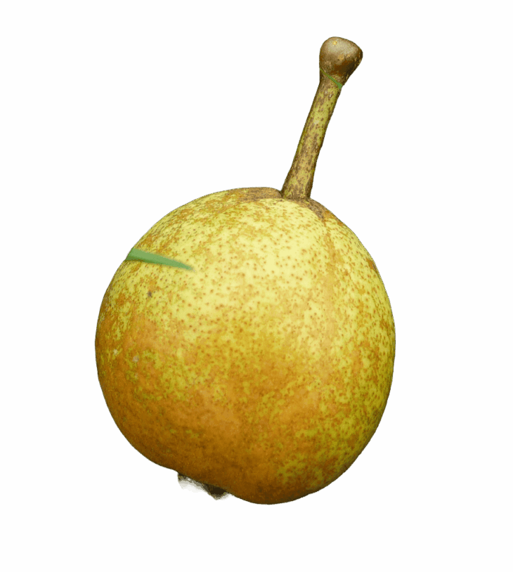Arlingham Squash