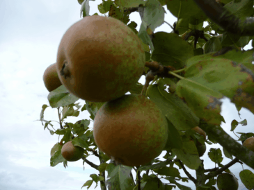 Arlingham tree compressed