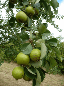 Barland trial compressed