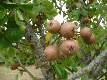 Barnet tree compressed