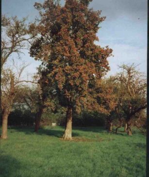 Beetroot WC Alex tree compressed