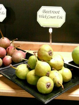 Beetroot WC Eric 1 compressed