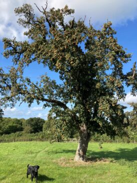 Blakeney Tree compressed