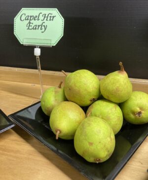 Capil Hir Early display