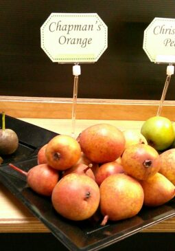 Chapman's Orange Compressed