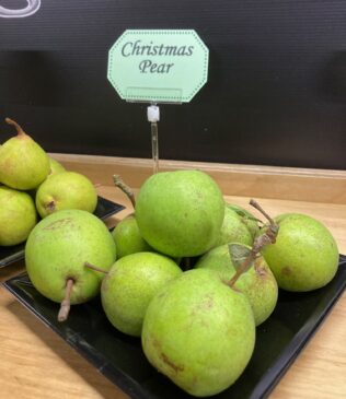 Christmas Pear