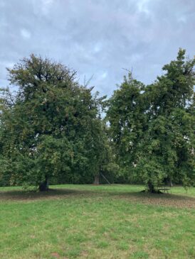 Gin trees pair compressed