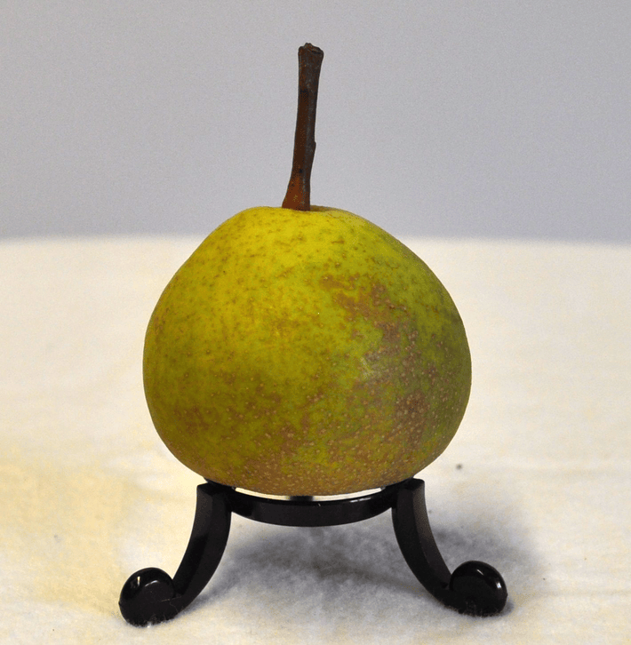 Holme Lacy Pear
