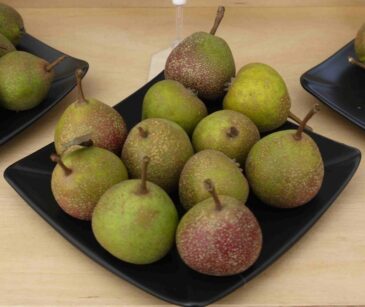 Holme Lacy pears