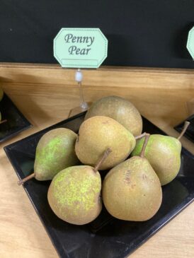 Penny Pear