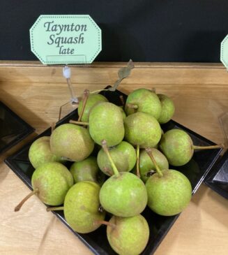 Taynton Squash Late