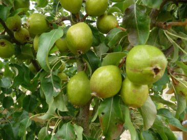 Tettenhall fruit on tree
