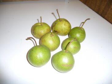 Welsh Gin compressed