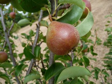 White Longdon single