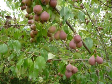Winnals Longdon tree