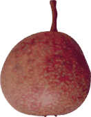 Blood Pear