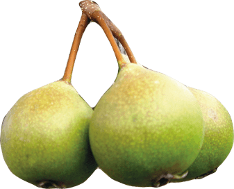 early-hay-pear