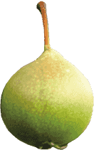 Early Hay Pear