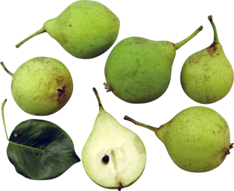 Parsonage Pear - Fruit That Starts With P