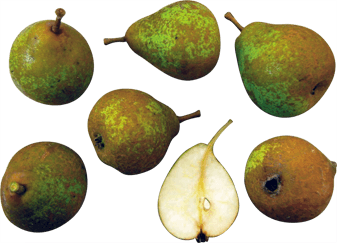 Penny Pear