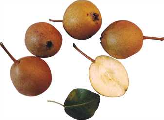 Potato Pear