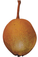 Potato Pear