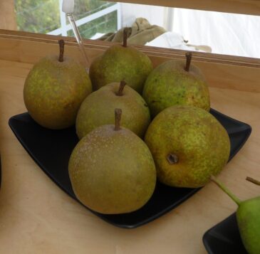 Tirley Brown display