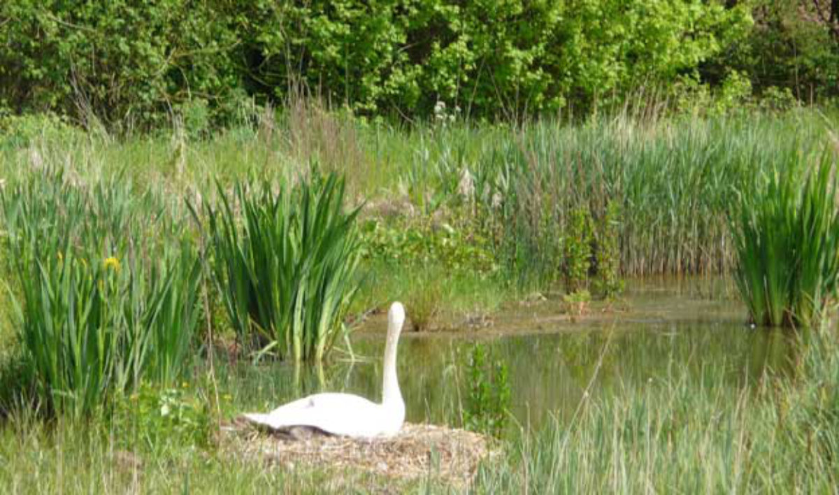 Wetland Wetland