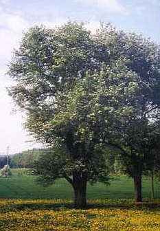 Sülibirne