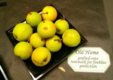 Old Home display min (1)